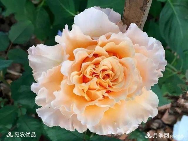 熱門(mén)50種月季花品種展示，每一種養法還不一樣快來(lái)看看！(圖33)