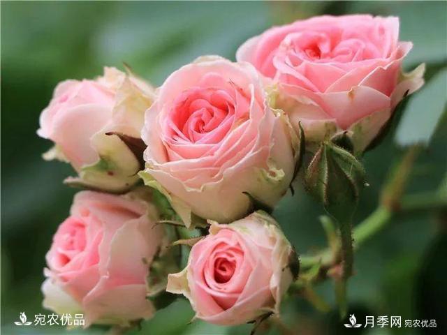 熱門(mén)50種月季花品種展示，每一種養法還不一樣快來(lái)看看！(圖41)