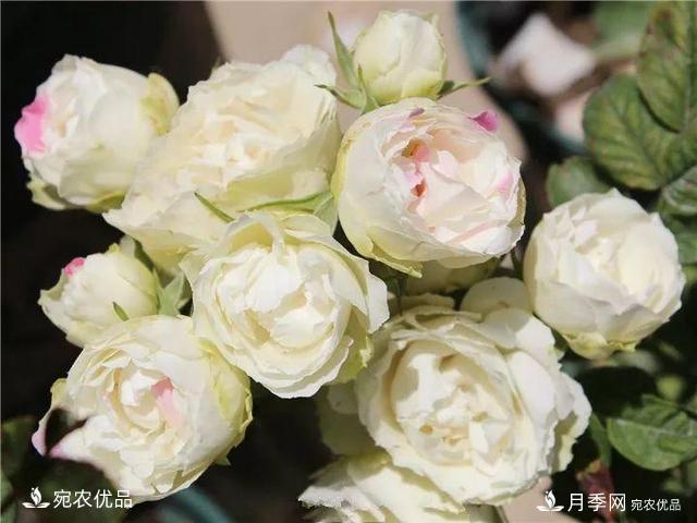 熱門(mén)50種月季花品種展示，每一種養法還不一樣快來(lái)看看！(圖46)