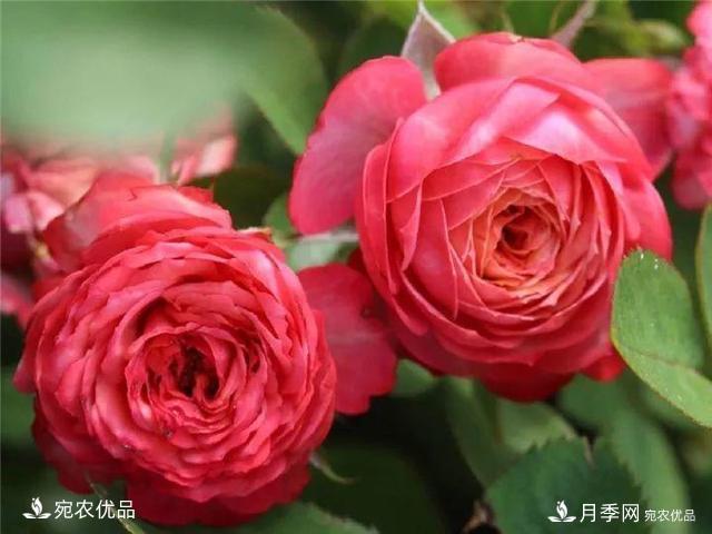 熱門(mén)50種月季花品種展示，每一種養法還不一樣快來(lái)看看！(圖43)
