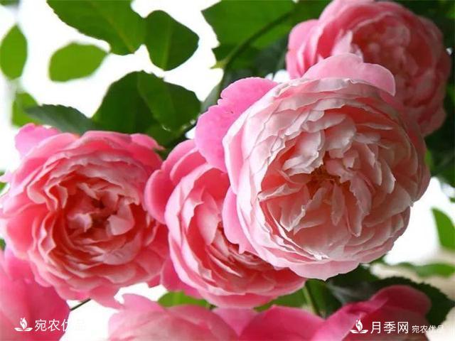 熱門(mén)50種月季花品種展示，每一種養法還不一樣快來(lái)看看！(圖47)