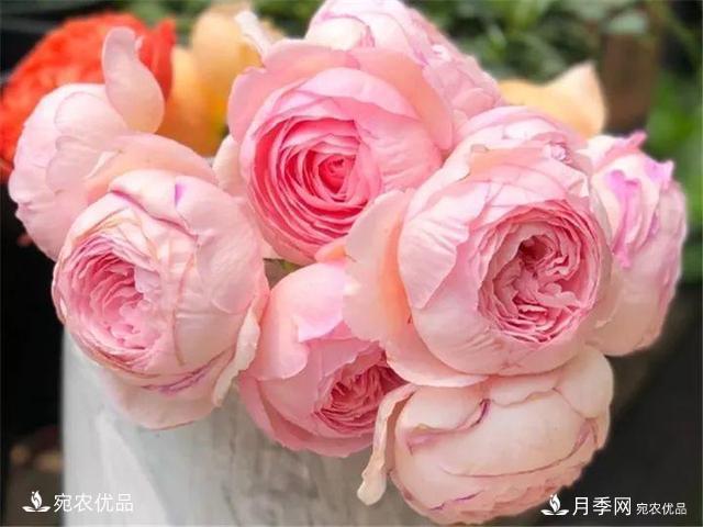 熱門(mén)50種月季花品種展示，每一種養法還不一樣快來(lái)看看！(圖39)