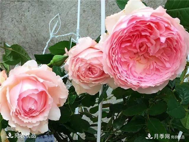 熱門(mén)50種月季花品種展示，每一種養法還不一樣快來(lái)看看！(圖48)