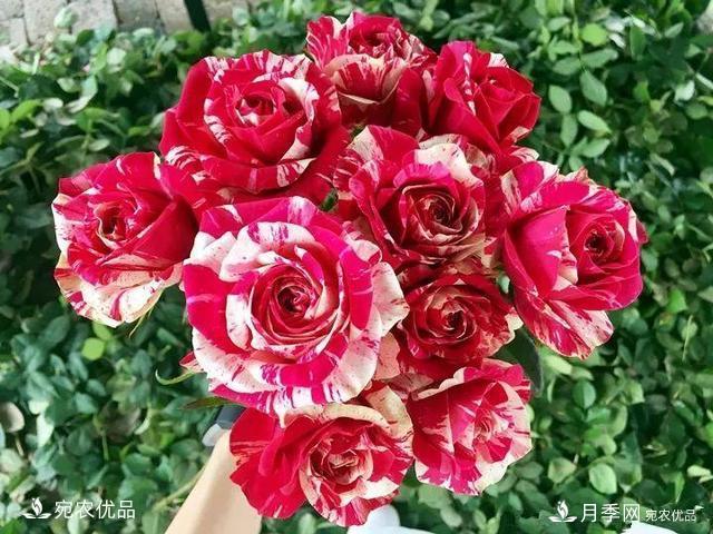 熱門(mén)50種月季花品種展示，每一種養法還不一樣快來(lái)看看！(圖50)