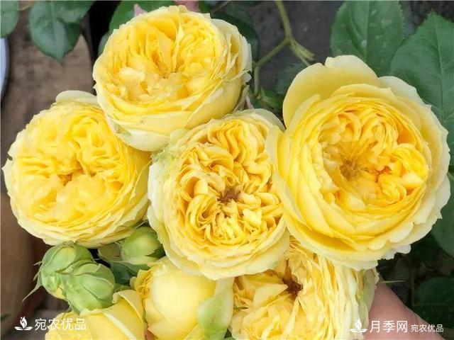 熱門(mén)50種月季花品種展示，每一種養法還不一樣快來(lái)看看！(圖45)
