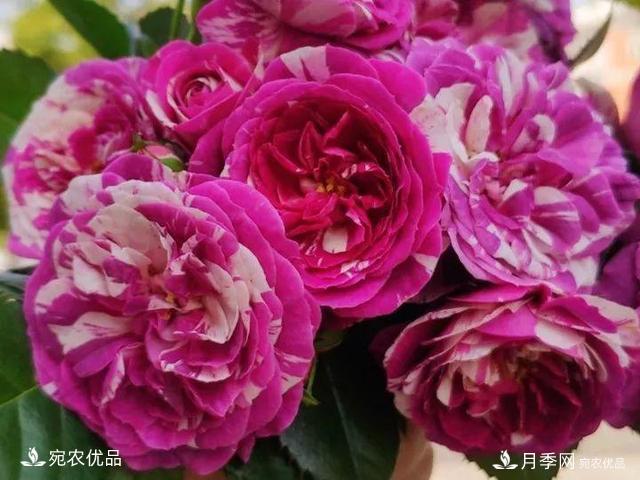 熱門(mén)50種月季花品種展示，每一種養法還不一樣快來(lái)看看！(圖49)
