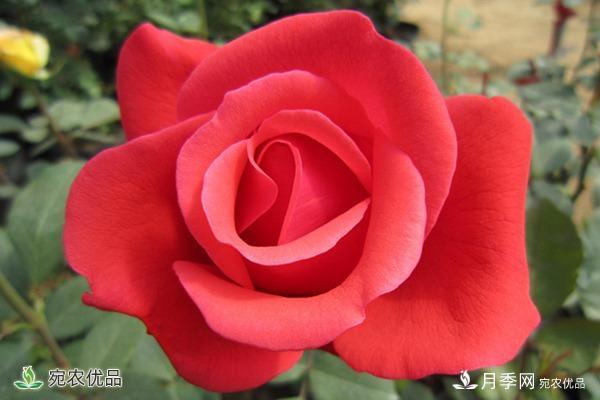 盤(pán)點(diǎn)五種大花月季，每一款都花香濃郁，花朵有巴掌大(圖1)
