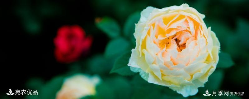還是容易分的，月季花和薔薇花的區別(圖1)