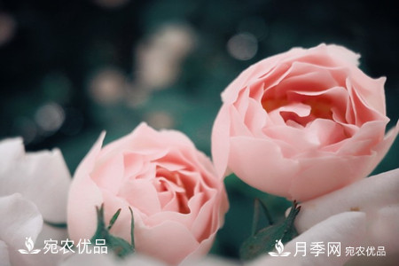 還是容易分的，月季花和薔薇花的區別(圖7)