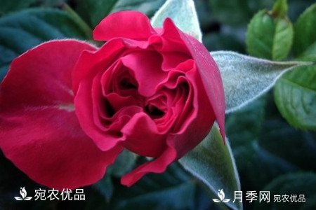 還是容易分的，月季花和薔薇花的區別(圖4)