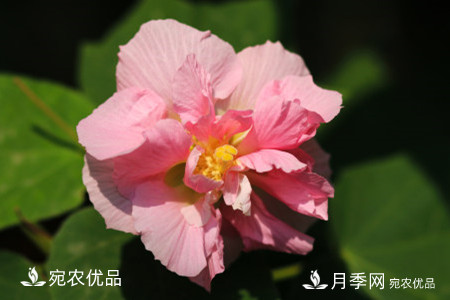 還是容易分的，月季花和薔薇花的區別(圖6)