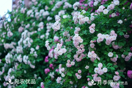 還是容易分的，月季花和薔薇花的區別(圖3)