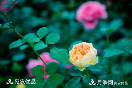 還是容易分的，月季花和薔薇花的區別(圖2)