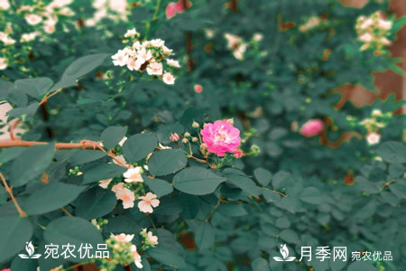 還是容易分的，月季花和薔薇花的區別(圖5)