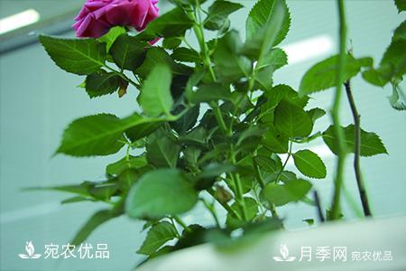 南陽(yáng)月季教你區別月季花和玫瑰花(圖2)