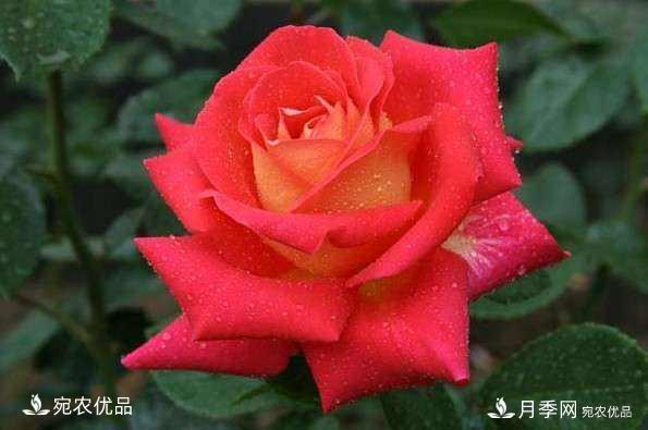 南陽(yáng)月季教你區別月季花和玫瑰花(圖1)