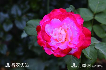 南陽(yáng)月季教你區別月季花和玫瑰花(圖4)