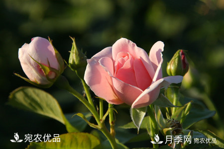 南陽(yáng)月季教你區別月季花和玫瑰花(圖7)