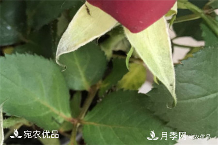 南陽(yáng)月季教你區別月季花和玫瑰花(圖3)