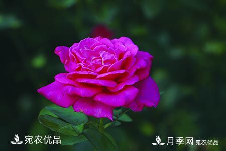 南陽(yáng)月季教你區別月季花和玫瑰花(圖6)
