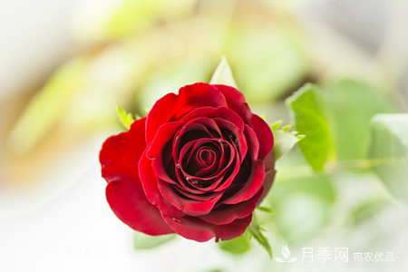 南陽(yáng)月季教你區別月季花和玫瑰花(圖5)