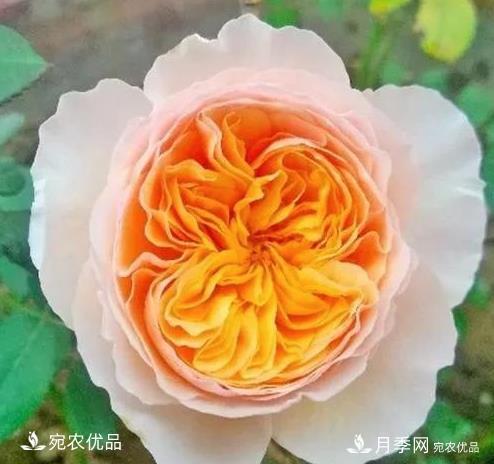 花靚期長(cháng)量大耐抗性好的月季品種推薦(圖2)