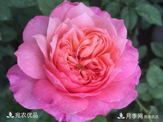 花靚期長(cháng)量大耐抗性好的月季品種推薦(圖3)