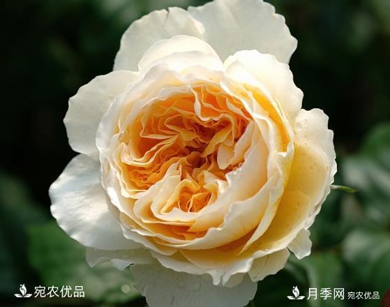 花靚期長(cháng)量大耐抗性好的月季品種推薦(圖1)