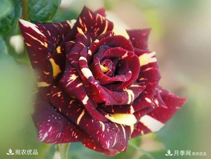 花靚期長(cháng)量大耐抗性好的月季品種推薦(圖7)