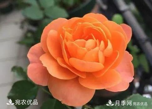 花靚期長(cháng)量大耐抗性好的月季品種推薦(圖5)