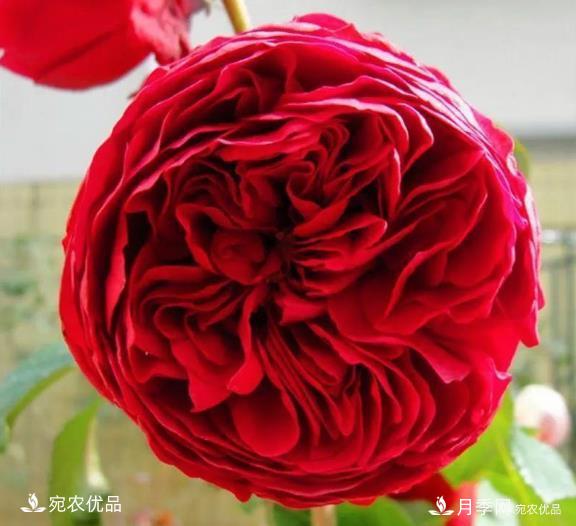 花靚期長(cháng)量大耐抗性好的月季品種推薦(圖4)