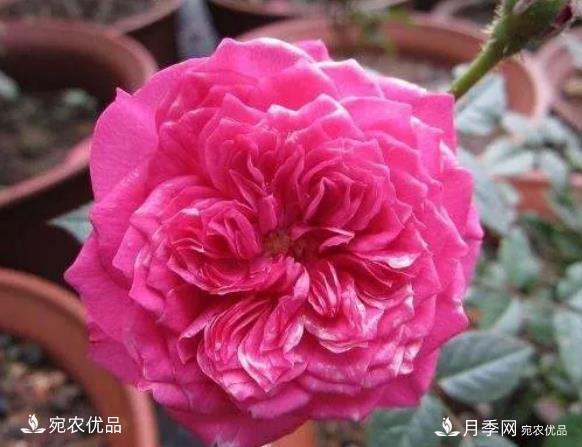 花靚期長(cháng)量大耐抗性好的月季品種推薦(圖6)
