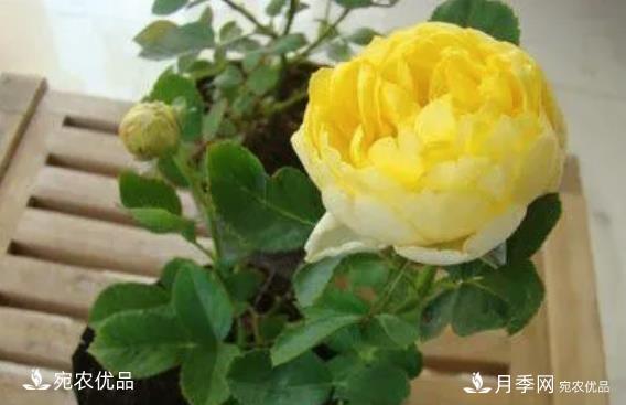 花靚期長(cháng)量大耐抗性好的月季品種推薦(圖8)