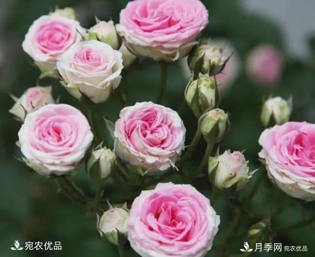 花靚期長(cháng)量大耐抗性好的月季品種推薦(圖9)