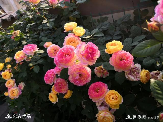 月季冷門(mén)小知識，看完發(fā)現原來(lái)自己根本不認識月季(圖1)