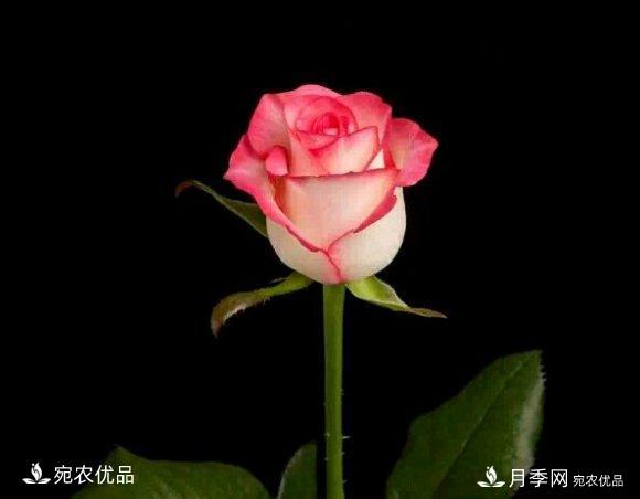月季冷門(mén)小知識，看完發(fā)現原來(lái)自己根本不認識月季(圖3)