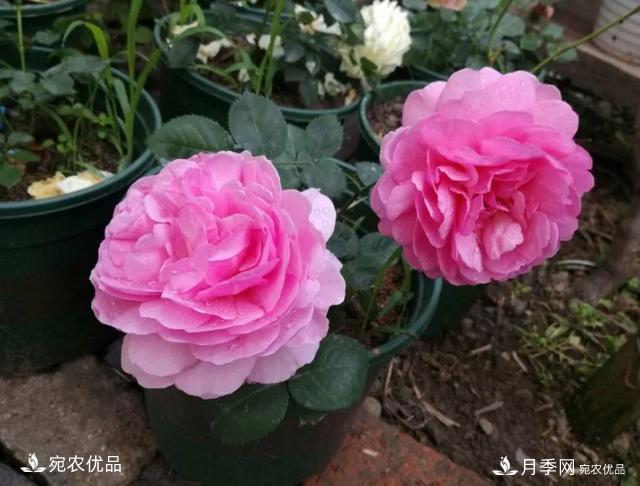 月季冷門(mén)小知識，看完發(fā)現原來(lái)自己根本不認識月季(圖7)