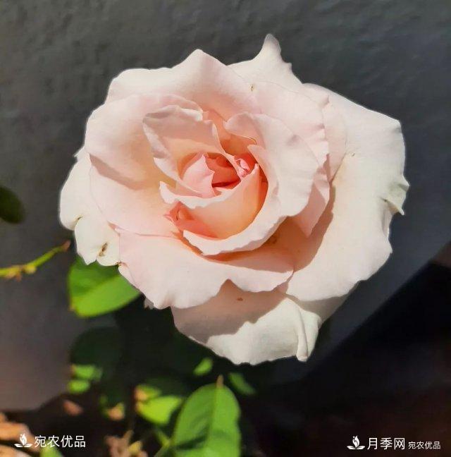 月季冷門(mén)小知識，看完發(fā)現原來(lái)自己根本不認識月季(圖11)