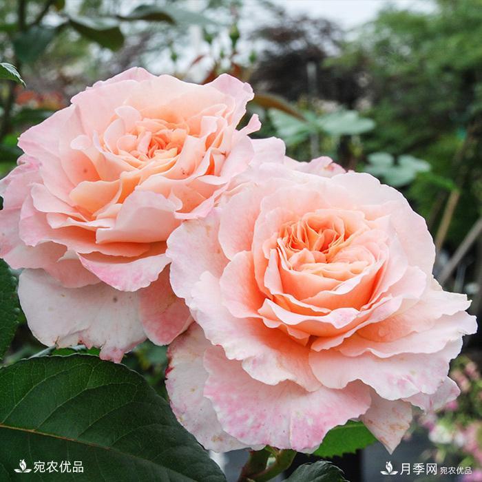推薦15款超高顏值歐月品種，多季開(kāi)花繽紛多姿(圖13)