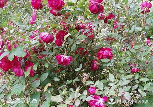 月季強筍怎么處理？(圖2)