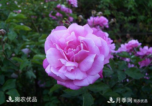 月季強筍怎么處理？(圖3)