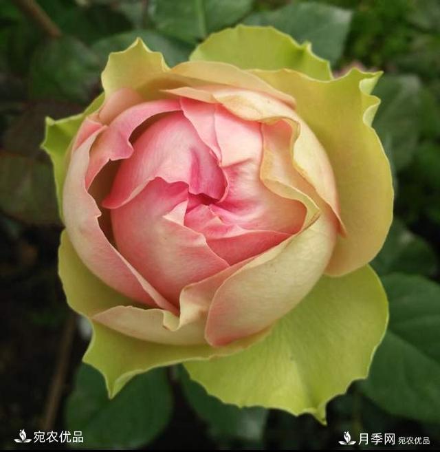 3個(gè)“僵尸”月季品種，選擇需謹慎，僵苞爛苞是常態(tài)(圖1)