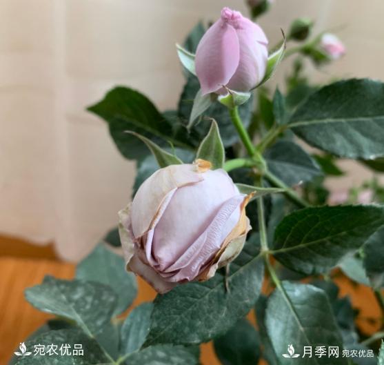 3個(gè)“僵尸”月季品種，選擇需謹慎，僵苞爛苞是常態(tài)(圖4)