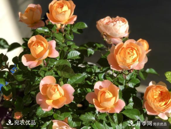 50種經(jīng)典月季品種全整理，南陽(yáng)月季花開(kāi)美爆了！一定要養(圖3)