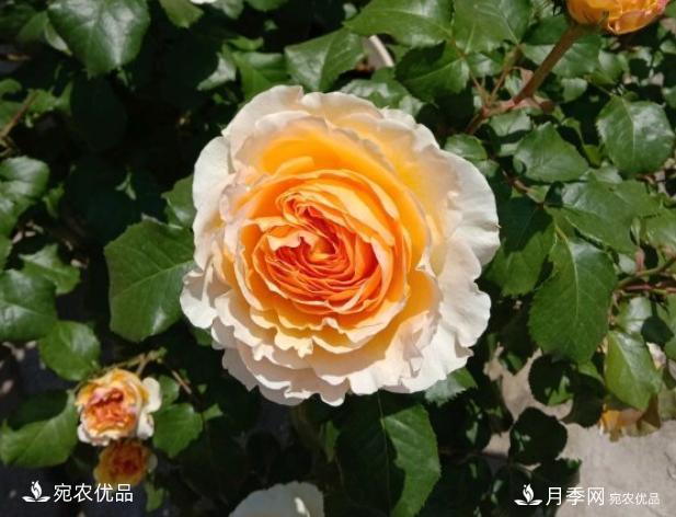 50種經(jīng)典月季品種全整理，南陽(yáng)月季花開(kāi)美爆了！一定要養(圖2)
