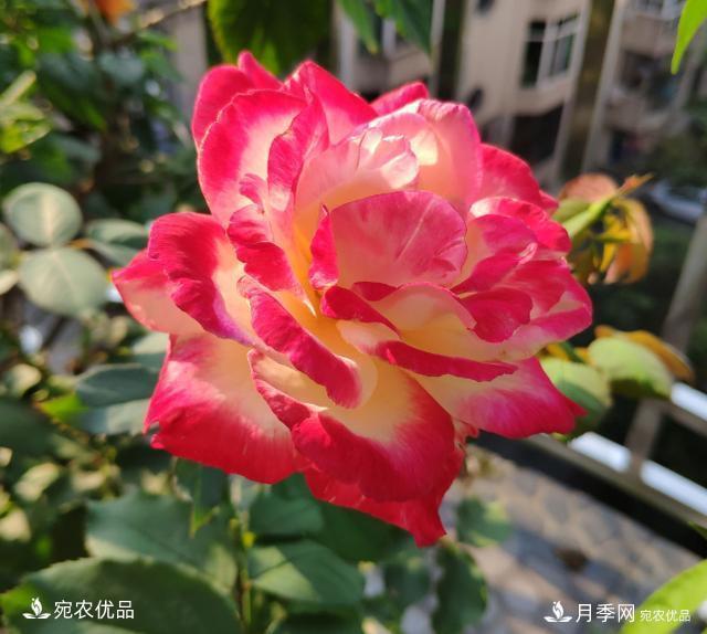 50種經(jīng)典月季品種全整理，南陽(yáng)月季花開(kāi)美爆了！一定要養(圖4)