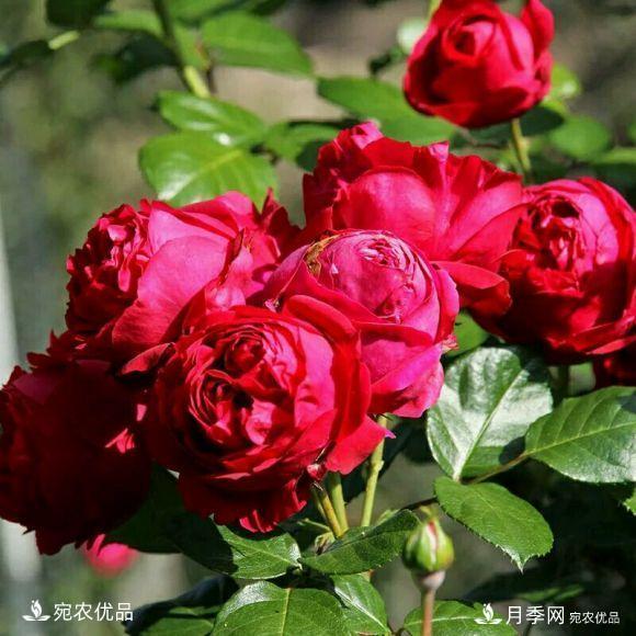 50種經(jīng)典月季品種全整理，南陽(yáng)月季花開(kāi)美爆了！一定要養(圖1)