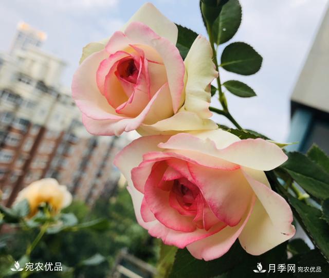 50種經(jīng)典月季品種全整理，南陽(yáng)月季花開(kāi)美爆了！一定要養(圖9)