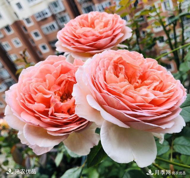 50種經(jīng)典月季品種全整理，南陽(yáng)月季花開(kāi)美爆了！一定要養(圖17)