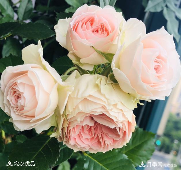 50種經(jīng)典月季品種全整理，南陽(yáng)月季花開(kāi)美爆了！一定要養(圖13)